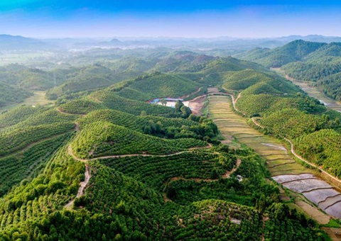 江西全力打造“赣鄱森林粮库”<br> 整年开发种种森林食物产量达679.4万吨