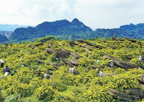 重庆秀山：一朵山银花，，，绽放19亿元综合产值