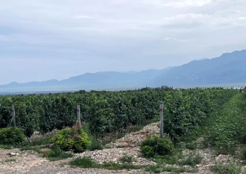 宁夏：：：开展生态资源本底视察 探索全链条协同治理路径